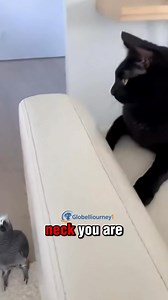 198K views · 4.8K reactions | Dramatic Parrot vs. Cat | Globaljourney1 | Facebook