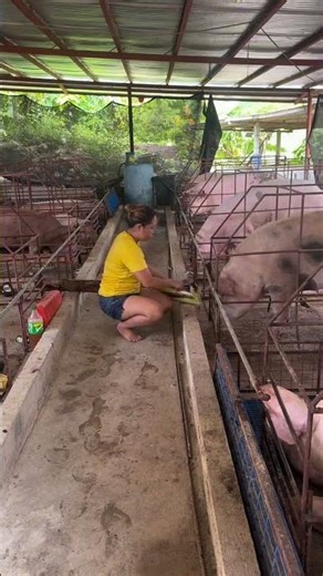 Pig Learning New Tricks Fast! #SmartPig #AnimalTraining #Trending