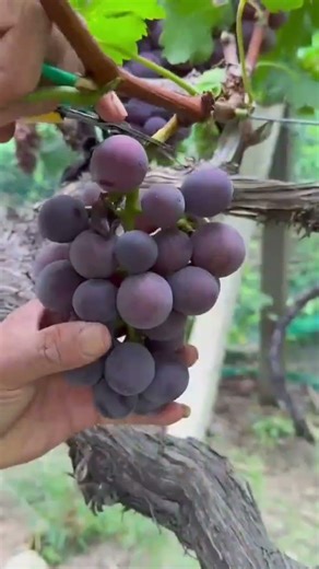 Picking Large Purple Grapes Bunches From The Vine Using Small Yellow Scissors In Local Vineyard