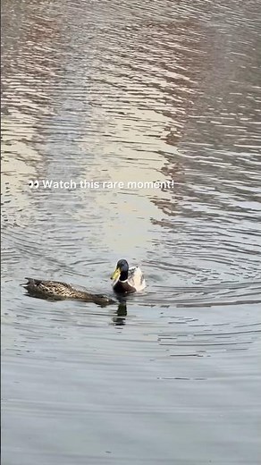 Wild Ducks Mating🦆📸 #Zoology