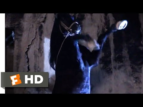 The Black Stallion Returns (1983) - The Black To The Rescue Scene (7/12) | Movieclips