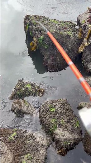 Catch and Cook part 1 of 6 Newport Oregon Jetty fishing catching Kelp Greenling fishing for rockfish