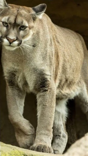 Why Puma's are not classified as big cats? #facts #animals #puma