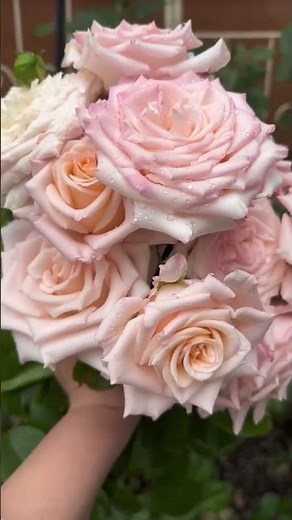 Pink Rose 🌹 | Symbol of Love & Beauty | Care, Facts & Meaning #flowers #rose #pinkrose #ytshorts #yt