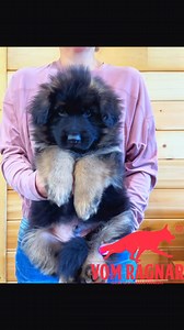 Progeny from world champion VA1, V23 BSZS Dedo Von Media, IGP3, Kkl1 | Vom Ragnar German Shepherds USA