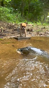 A fish swam to shallow water, and a kind-hearted dog rescued it. #dog #cute #puppy | Sweet Pets Oasis