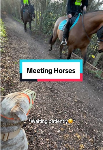 XL Bully Interacts with Friendly Horses on Walk