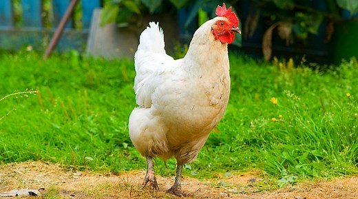 6 Celebrities Who Keep Chickens as Pets - Backyard Poultry