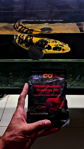 Predator fish tank maintenance #fishkeepinghobby #aquascapegallery