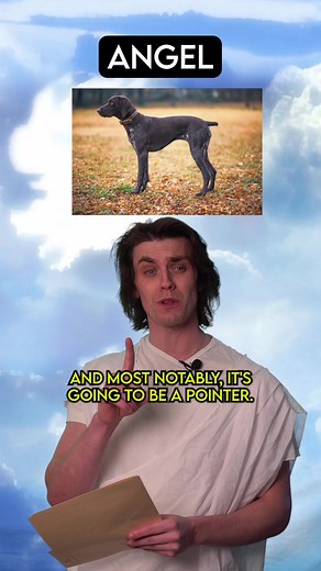 God Creates German Shorthaired Pointers