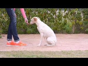 Dein Hund hat eine Hüftdysplasie - der "Steh Sitz Transfer" ist eine wirkungsvolle Übung