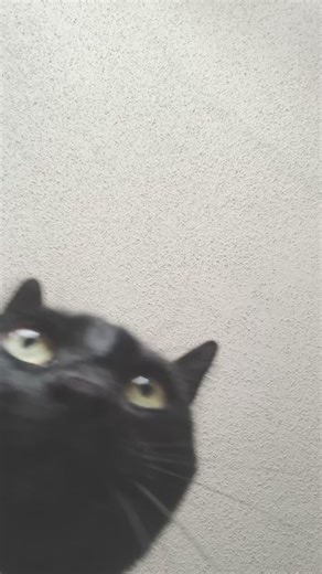 Fetch me their souls😈👹 #cats #fetchmetheirsouls