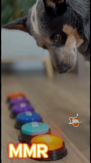 Talking Buttons Dog 😂🔘🐶 Dog Says “Food!” Again & Again | Funny Smart Pet Video 2025