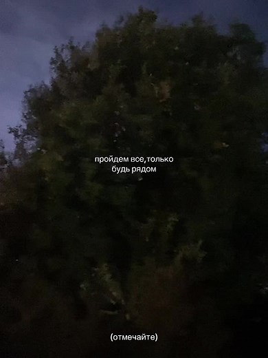 Stunning Nighttime Tree Imagery in Outdoor Settings