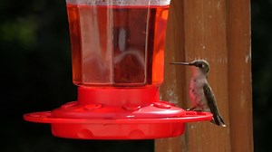 Hummingbird Videos: Download 85+ Free 4K & HD Stock Footage Clips - Pixabay