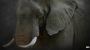 How a Pressure-Sensitive Pen Tablet Can Transform Your Editing | Fstoppers