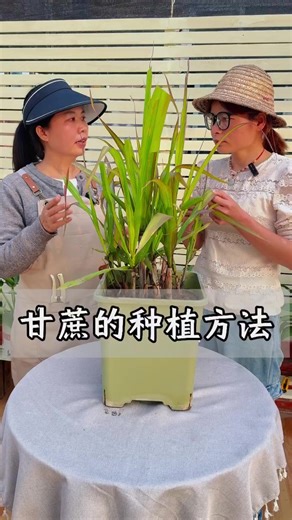 甘蔗的种植技巧与方法
