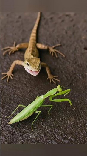 "Lizard vs Praying Mantis: A Tense Wild Encounter!"