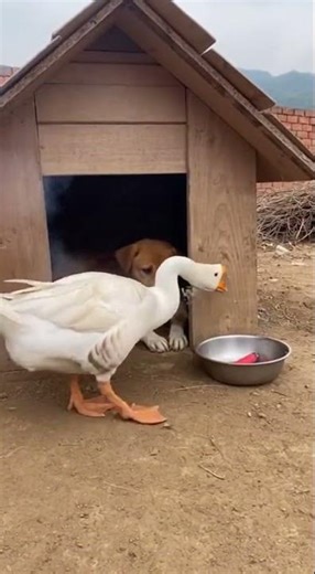 🪿 Goose: Woops Too late Catch the funniest prank now #funny #prank #viral