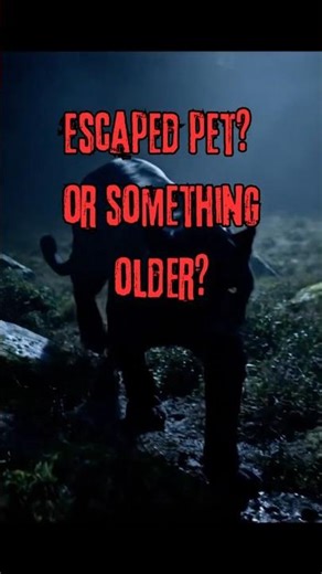 The Beast of Bodmin Is Moor Real... Big Cats In UK? 😱 #cryptid #shorts