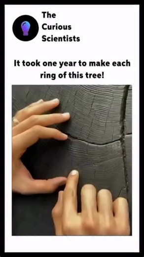 Science | Interesting | How it works on Instagram: "-Trees form annual rings, also known as growth rings or tree rings, for each year of their life. These rings are visible in the cross-section of a tree trunk and can be used to determine the tree’s age. -Typically, each ring consists of two distinct parts: a lighter section formed during the spring and early summer when growth is rapid, and a darker section that develops more slowly during the late summer and fall. -The width of these rings can