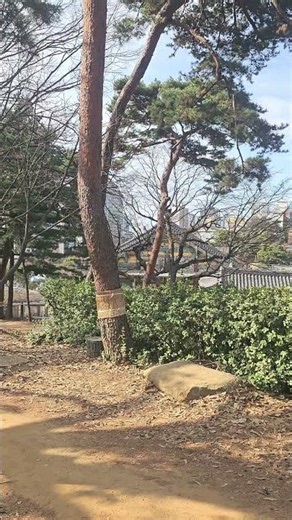 Bongeunsa Temple- a small look at the forest