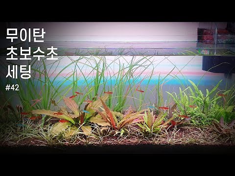이탄 없이 키우는 초보 수초 어항 | Easy Beginner Plants Aquarium | No CO2