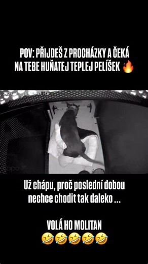 Barney a jeho poprocházková bodačka ! 💪🏻💪🏻💪🏻 #pes #fun #dog #bullterier #barney | Dan Sova