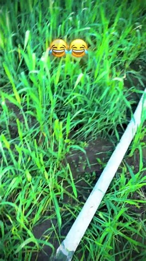 Beta pani ferna javao #farming #kisanaandoln #shortvideo #kisancity #kisaani