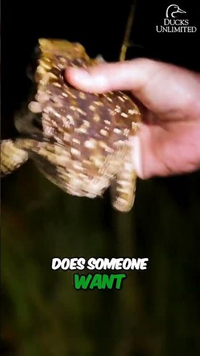 Terrifying Invasive Species Meet the Bufo Toad