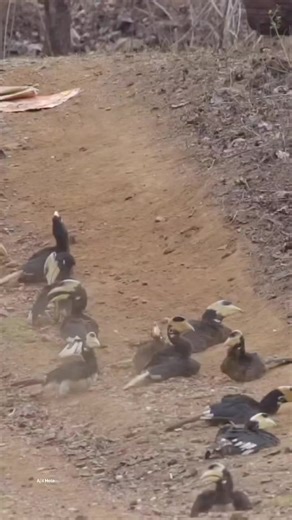 Dust Baths: Nature's Cleaning Ritual for Hornbills