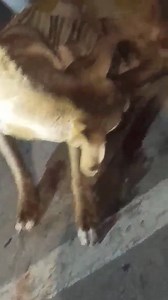 1.9K views · 60 reactions | NOS REPORTAN Este perrito necesita de AYUDA.....por lo que ví su patita está sangrando. Se encuentra en el parque Grau Envia : Fernando Gastelo Ramos | Refugio Animal Chiclayo | Facebook