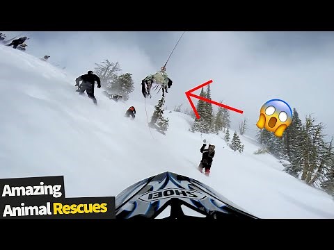 10 Kind & Touching Moments Of People Saving Animals In Trouble | Wild Animal Rescues