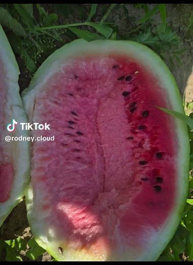 Rodney Cloud (@rodney.cloud)’s videos with Oh You Cant Find This In The Store - THE TUMBLER AMBASSADOR ✨