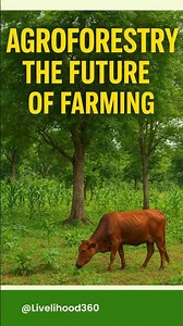 Agroforestry Explained | Benefits & Practices of Sustainable Farming