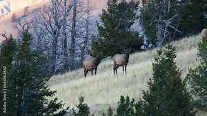 Cow elk (Cervus canadensis) on a mountain side in Wyoming during fall