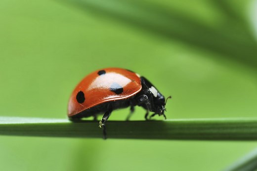 what-do-pet-ladybugs-eat-5843324.html