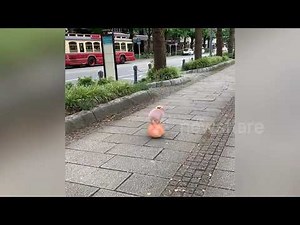 Hyper-realistic robot piglet balances on ball in Japan