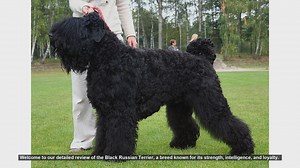 Black Russian Terrier: The Ultimate Guide to a Loyal and Powerful Breed