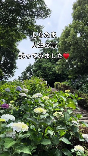 #CapCut #人生の扉 #竹内まりや #歌ってみた #カラオケ #あじさいまつり #紫陽花