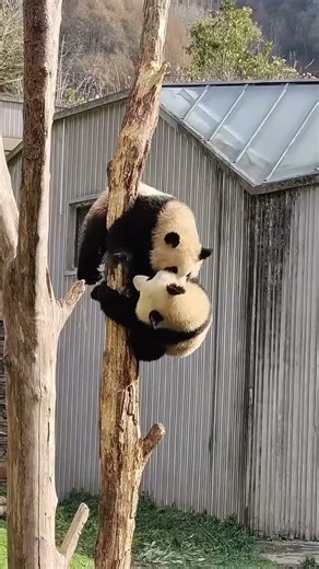 Let‘s play🐼 #lifeisbutadream #panda