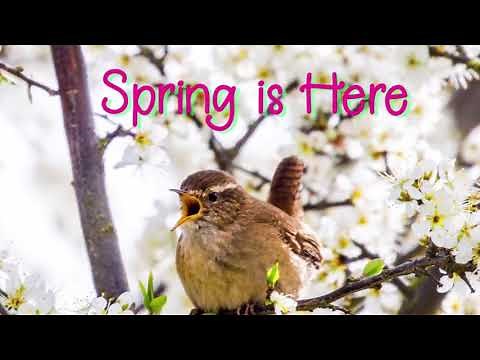 SPRING IS HERE, nature walk song for kids, educational, signs of spring, birds, bees, lambs