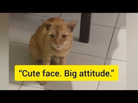 Cat started arguing with owner like a human🙄|Billi With Too Much Attitude😂
