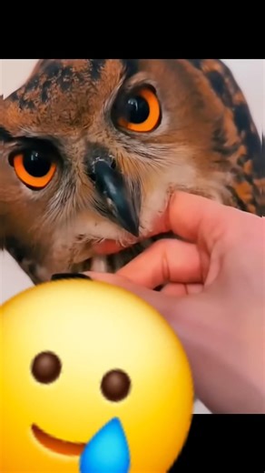This woman helped a sick owl, when the owl recovered and was released... #helping #respect #shorts |