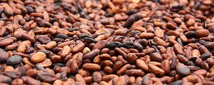 ▷ ¿Qué es el Bean To Bar? ¿Cómo se elabora? ¿Con qué máquinas ...?