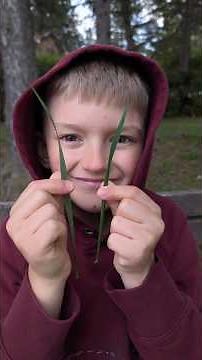 How to whistle with grass