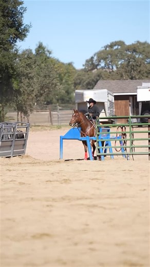 “Dally” 8-year-old AQHA gelding — solid, seasoned, and ready to go. This horse has been roped on at the World Series, gone through a rope barrier, plus has done extensive ranch work. He’s as solid as they come — confident in the box, scores great, and handles cattle with ease. Big boned and eye catching! 💰 30,000 📍 Santa Ynez, Ca 📞 805-714-0369 #CadenClayHorseTraining #teamroping #breakawayroping #teamroper #horse #horsemanship #agriculture #western #westernstyle #california #californiacowboy