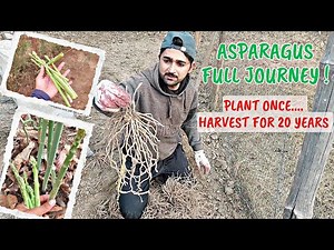 How to Grow Asparagus from Crowns | Complete Step-by-Step Guide for Beginners (Full Process)
