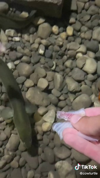 Mesmerizing Eel Cave Noises: Explore the Underwater Symphony