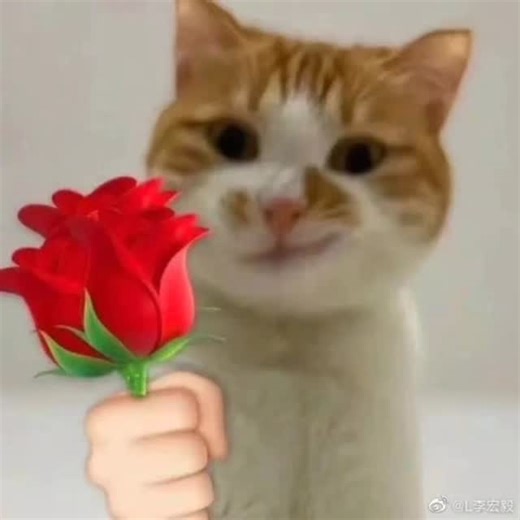 Divine George on Instagram: "How big is it #funny #memes #fyp #cat #georgieebom"